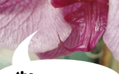 The Lunatic by Anthony C. Winkler